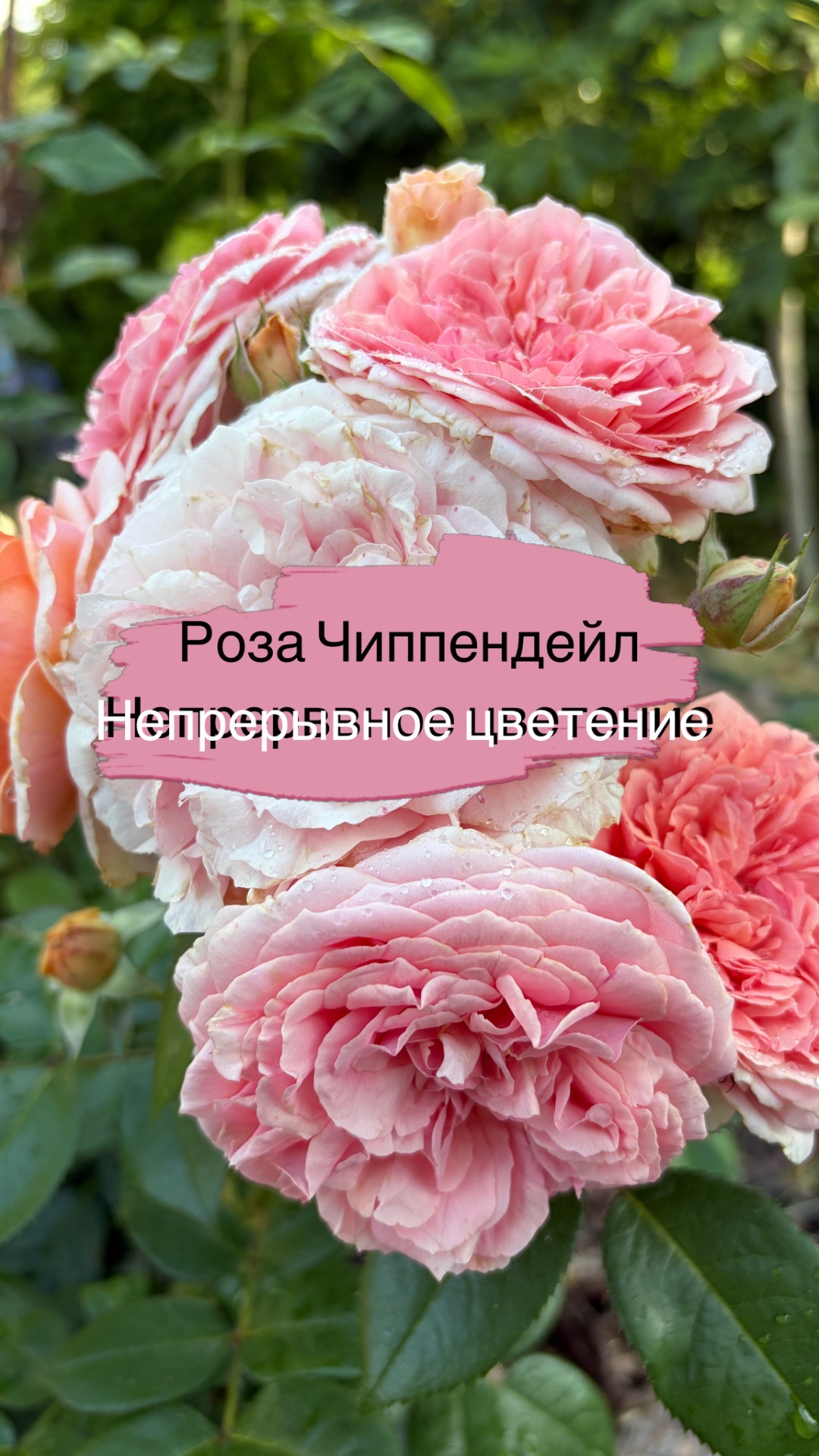 🌹Розы🌹