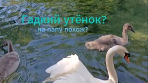 Гадкие утята? выводки уточек и черепашек