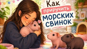 Как приручить морсих свинок и достич доверительных отношений.