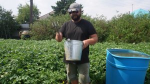 Я не ожидал такого результата! Сколько я получил картошки с одного куста в середине июля 2026 Сибирь