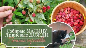 🌸Летние дневники: Поход за КАЛИТКУ - Летние ЛИВНИ - Собираю МАЛИНУ, варю варенье - Летняя зарисовка