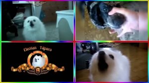 Безумная Лягушка КРЕЙЗИ ФРОГ и Веселые Собачки 🐸🐶