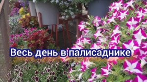 Добралась до палисадника, травы море. Прополола, почистила петунии, сделала перестановку.