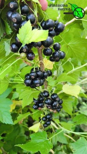 Смородина с ВИШНЮ 🍒 ! 🤫 Собери в 3 раза больше ягод! 🍇Подкормка после сбора урожая! 🍓