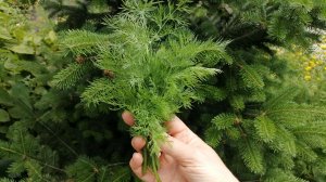 Кустовой укроп, как срезать?