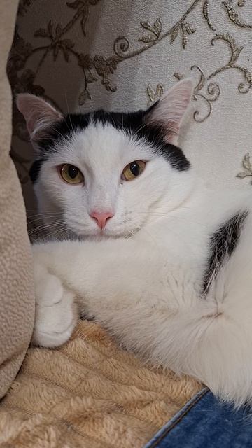 Лапки нельзя трогать😾😁