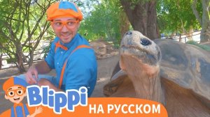 Блиппи в зоопарке города Феникс _ Блиппи на Русском _ Изучай этот Мир вместе с