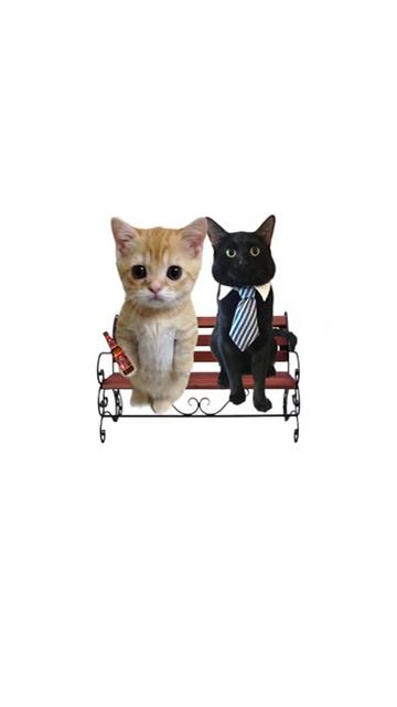 Котики объясняют