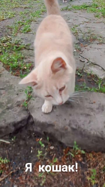Я кошак!