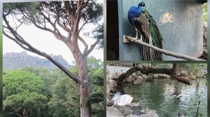 Какие изменения я увидела в Воронцовском парке.🦚🦢
