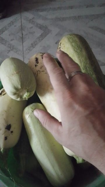 Урожай кабачков :) смотреть онлайн