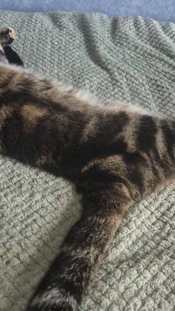 Мои четыре кота и кошечка