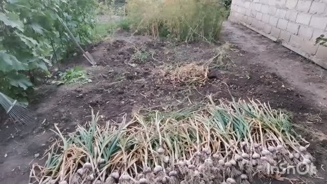 огурцы квасяться//наш урожай чеснока/сынуля на обеде// смотреть онлайн