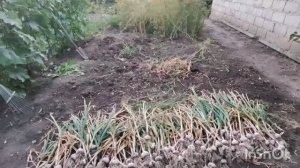 огурцы квасяться//наш урожай чеснока/сынуля на обеде//
