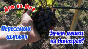 Дом на Юге. Зачем мешки на винограде? Переселили цыплят.