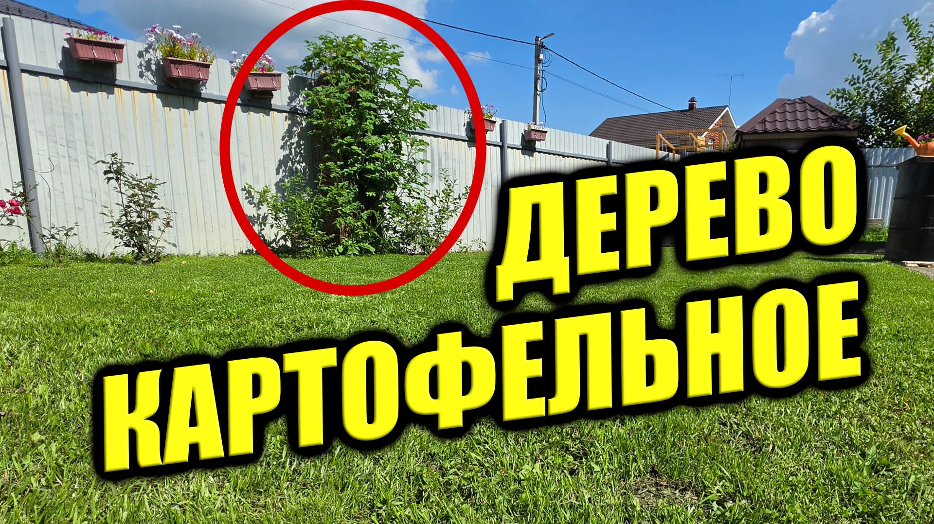 Картофельное дерево и не только смотреть онлайн