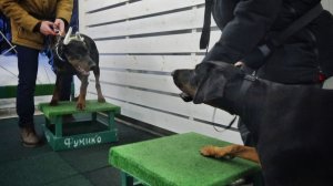 Доберманы: жёсткое сопротивление