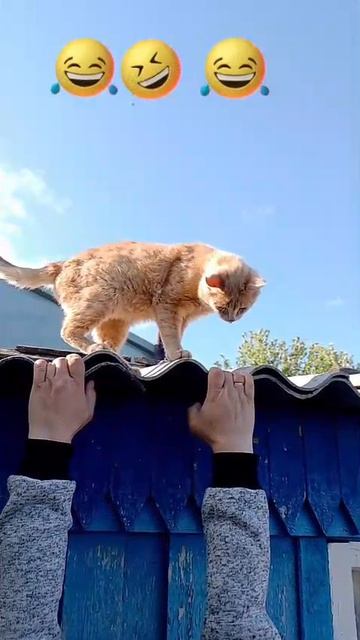 котик помогайка !