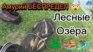 Амурий БЕСПРЕДЕЛ🤯 Лесные озёра🌲 Рыбалка в Ставропольском крае.