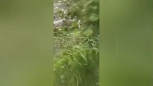 На Урале после наводнения в лесах завелась рыба.

Самая лёгкая рыбалка состоялась у жителей Красногв