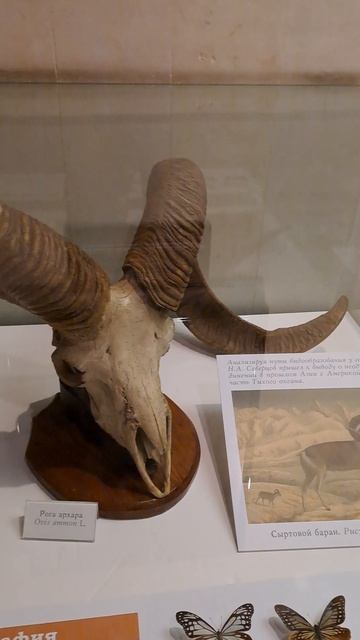 Дарвиновский музей Часть 36
