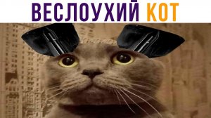 ВЕСЛОУХИЙ КОТ)) пфхапха))) Приколы с котами