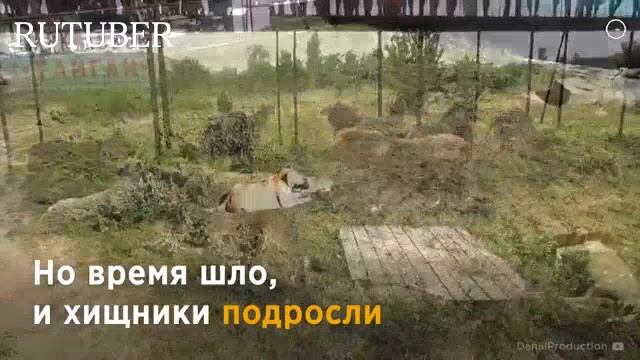 ЛЬВЫ-СИРОТЫ