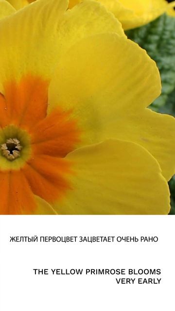 Первоцвет смотреть онлайн