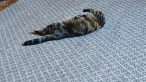 котят забрали,Муся очень страдает