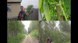 Едем искать ягоды .Теплица.Дорогу завалило деревьями.