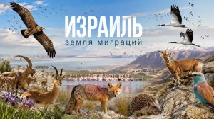 Израиль, который вы не знали | Удивительный мир дикой природы