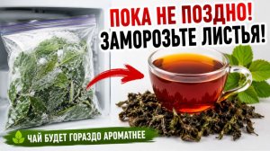 Пока еще не поздно, сделайте это! Вкусный ферментированный чай, метод «глубокая заморозка»