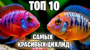 Выбираем цихлид: Топ-10 лучших видов по содержанию и красоте
