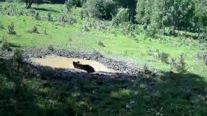 Медведь в Алтайском заповеднике спасается от жары