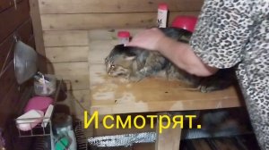 ✅️Я еще такого не видела!😂 Лена мыла Кузю в бане.😃👍