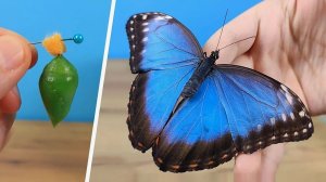 Из моих куколок родились красивейшие бабочки и я снял процесс рождения! Это удивительно!