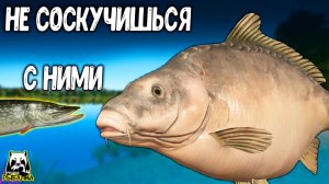 RF4 Охота на щуку не задалась, зато карпы на Янтарке не дали скучать #рр4