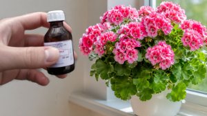 1 Капля под любой домашний цветок и он снова позеленеет и пышно зацветет! Даже мошки уйдут прочь