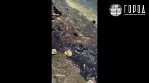 Выбросы мазута на побережье Азовского моря