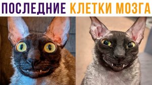 2 последние клетки мозга)) Приколы с котами