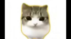 Damdam Didi didi cat