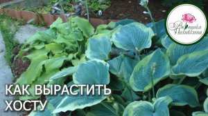 КАК ВЫРАСТИТЬ ХОСТУ