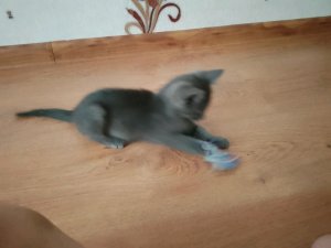 котя