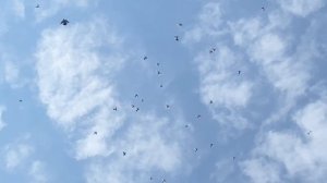 Бакинские Голуби Оригинал!!! В гостях у Пети г Буденновск!