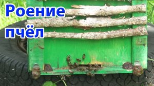 Роение пчёл на пасеке в 2026. Ставлю ловушки для роёв на липу и снимаю рои