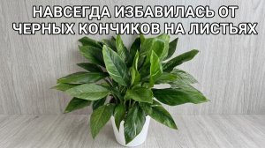 Навсегда избавилась от черных кончиков у Спатифиллума! Невероятный результат!