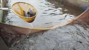 Зарыбление осетром нижнего водоёма 100 кг. Навеска до 7 кг. Клёвое место, Лосиный остров.