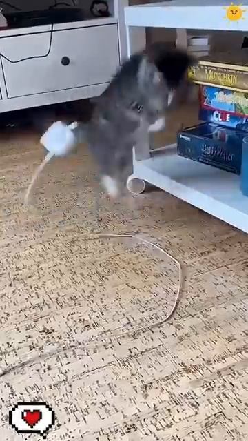 Ох уж эти Котики…