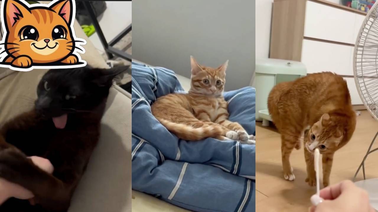 Приколы с Котами - Угарные Коты, Фейлы и Смешные Моменты 3# 😹 смотреть онлайн
