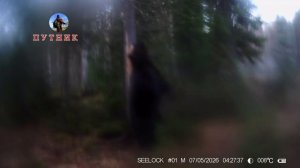 В метель вышел на здорового медведя.